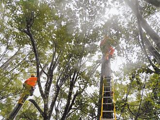 復興山區年停電逾百次 台電允改善