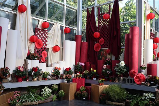 科博馆植物园喜迎25周年，举办富贵长寿—新春花展」，展出大理花、长寿花双花联展，花团锦簇美不胜收。（科博馆提供／王煌忠台中传真）