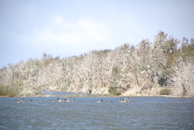 嘉义县东石乡鳌鼓湿地因鸬鹚到此过冬，在麻黄林的枝头便便，形成有如「雪景」的特殊景象，被网友称为「全台最低海拔的雪景」。（图／鳌鼓湿地森林园区生态旅游执行长蔡淑丽提供）