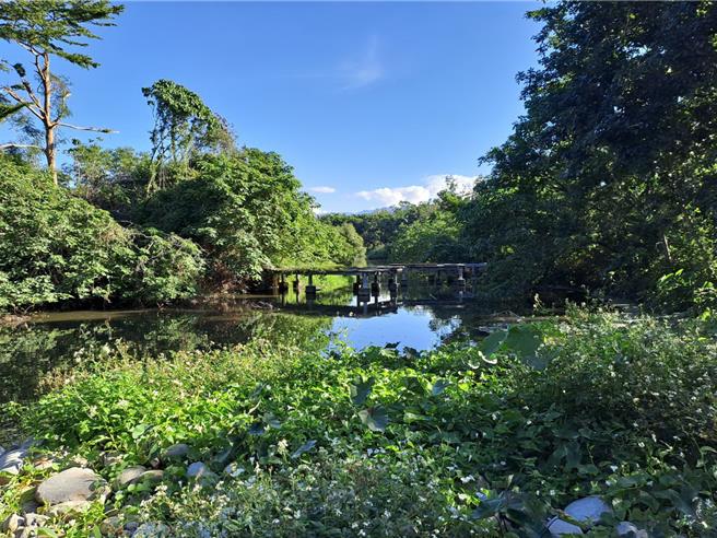 天然及人工溼地皆具有淨化水質、儲碳、營造生物棲地及氣候調適等功能。人工溼地照。（台東縣政府提供／蔡旻妤台東傳真）