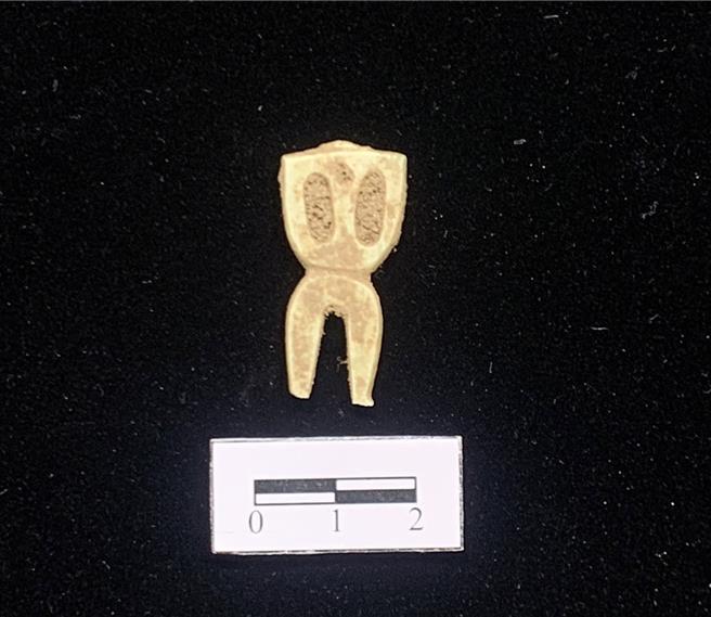 清華大學兩名女大生到花蓮考古博物館實習，在北三棧遺址地表調查時，眼尖發現這片「人獸形玉玦」。（花蓮縣考古博物館提供／王志偉花蓮傳真）