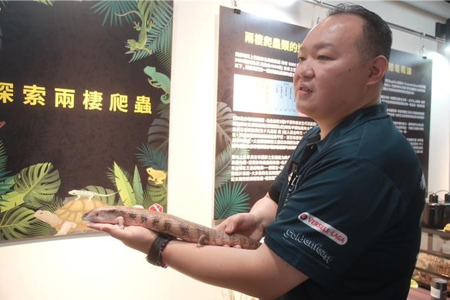 两栖爬虫动物协会理事洪庆翔与爱宠蓝舌蜥蜴小蓝。（新北市动保处提供）