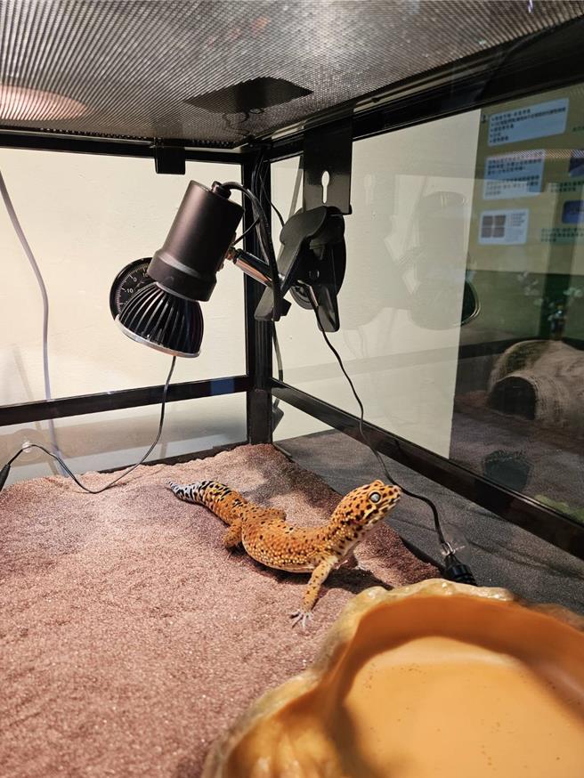 豹纹守宫及饲养缸。（新北市动保处提供）