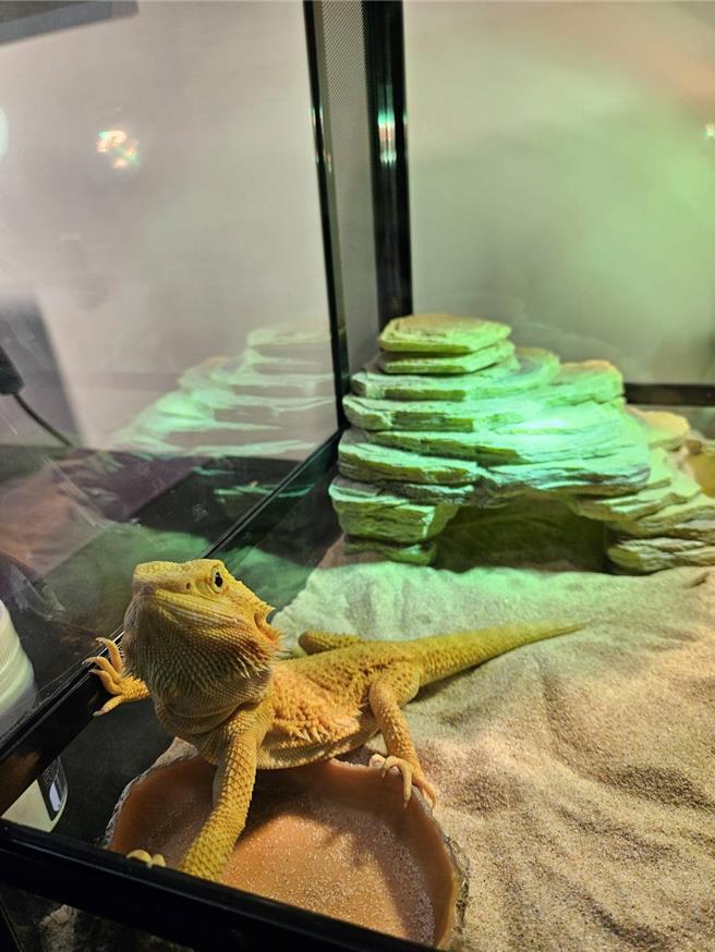 松狮蜥及饲养缸。（新北市动保处提供）