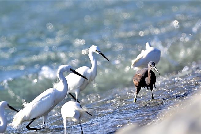 一身灰羽的岩鹭在成群的白鹭鸶中格外显眼。（萧嘉蕙摄）