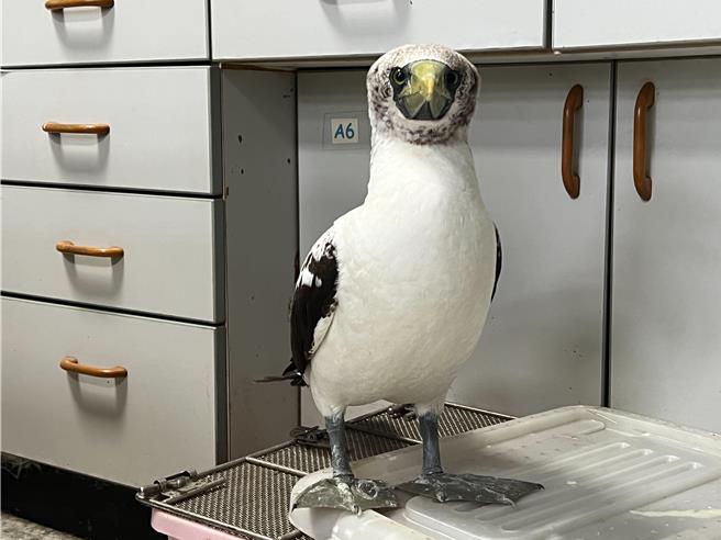 藍臉鰹鳥為台灣稀有海鳥。（動植物防疫所提供／吳佩蓉宜蘭傳真）