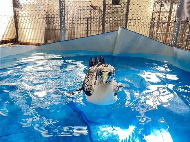 專屬於藍臉鰹鳥的小水池，讓牠復健。（動植物防疫所提供／吳佩蓉宜蘭傳真）