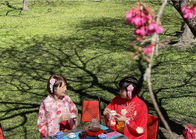 九族文化村與魚池鄉公所在2月16日、3月1日在園區推出「櫻花茶會」體驗活動，邀遊客賞櫻花、嚐日月潭紅茶。（楊靜茹攝）