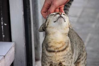 律師協會遭客訴「流浪貓睡大廳很骯髒」 1招神反擊奧客臉黑了