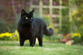 妹子直播生啃猫咪「牠脸都烂掉」！原因曝光网友全怒了