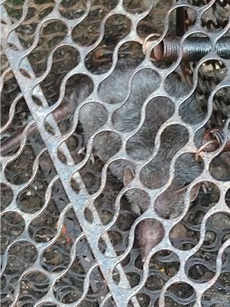 高雄出現今年首例漢他個案 他徒手抓老鼠遭感染