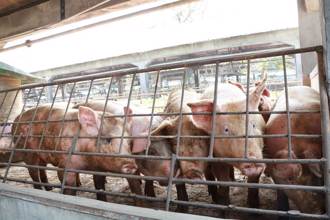 台糖豬肉檢出瘦肉精 南靖畜牧場5千餘頭豬隻交易凍結