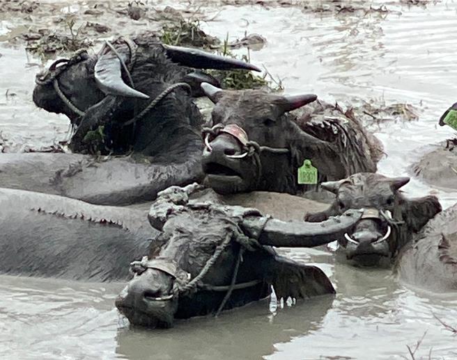 18只水牛将依台东县管理水牛的自治条例，期限内全数打上耳标。（新北市高滩处提供／刘玮晴新北传真）