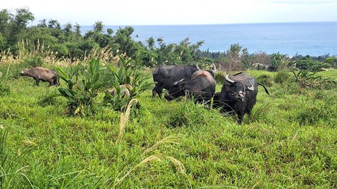 18只水牛移置台东长滨乡后，当地附有广大的荒废农地供水牛吃草。（新北市高滩处提供／刘玮晴新北传真）