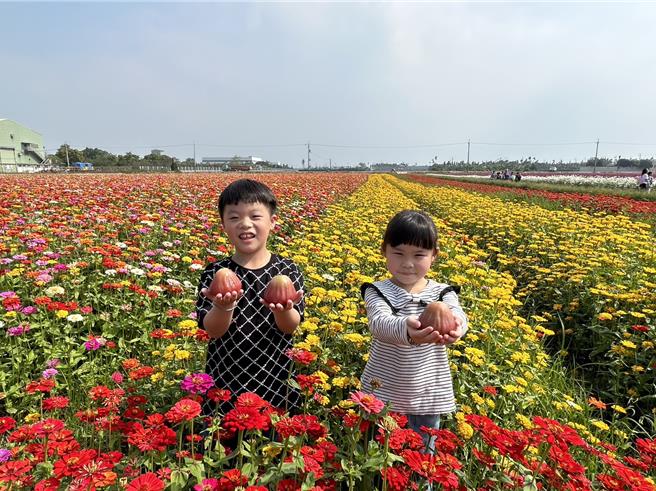 南州鄉公所將於3、4日舉辦蓮霧節，讓消費者在當天買到低於市價的高品質蓮霧，盼藉產地直銷替農友行銷南州蓮霧。（謝佳潾攝）