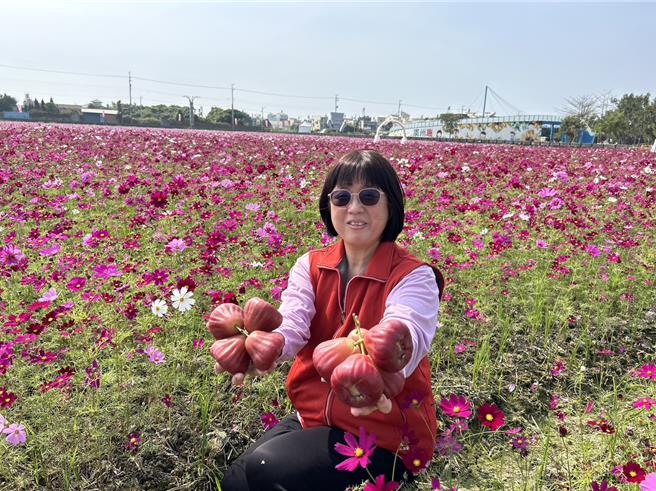 南州鄉公所將於3、4日舉辦蓮霧節，讓消費者在當天買到低於市價的高品質蓮霧，盼藉產地直銷替農友行銷南州蓮霧。（謝佳潾攝）