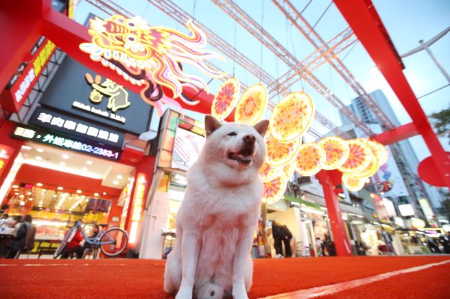 2024台北燈節2日舉行「龍躍光城」 點亮光廊及九小龍亮相記者會，有民眾帶著毛小孩與「暢享魔力瞬間」合影留念。（杜宜諳攝）