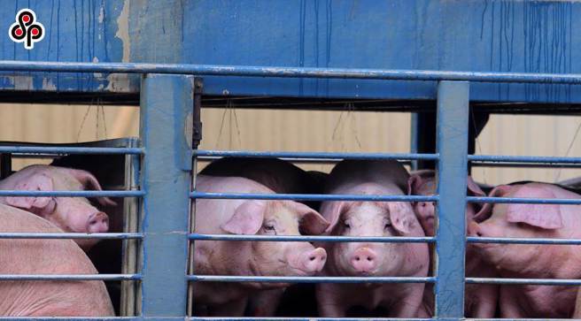台中市政府近日抽驗國產台糖安心豚梅花肉片，竟檢出瘦肉精西布特羅。（示意圖／報系資料照）