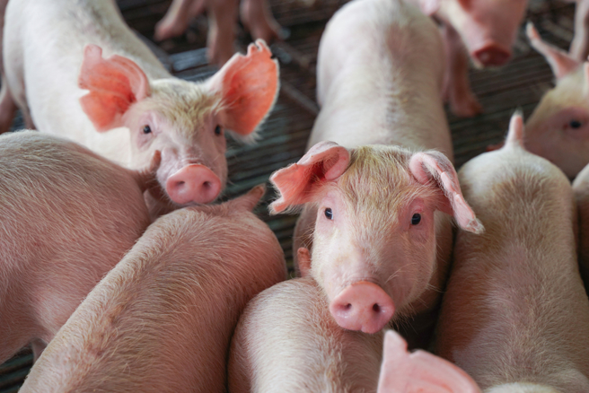 加工厂打脸台糖？信功发声明：验出瘦肉精是饲养造成。（示意图：shutterstock／达志）