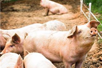 陸國家發改委：全力保障春節重要民生商品量足價穩