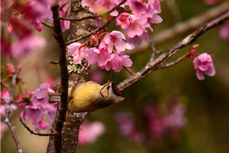 雪管處推春節連假旅遊雪霸國家公園觀霧遊憩區指南
