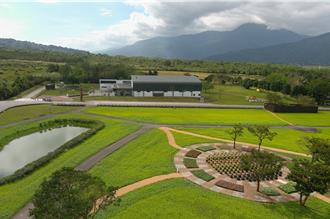 大農大富百萬株油菜花 春節陸續綻放