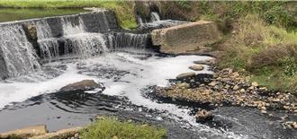 桃园又爆污染！观音工业区排水异常「毒死近万只鱼」