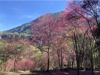 中部賞櫻秘境八仙山櫻花盛放 應景推出限量櫻花凹豆杯
