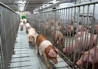 台糖梅花豬驗出「西布特羅」比萊劑毒千倍！台大豬博士：國際全面禁用