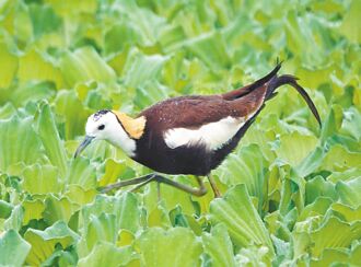 內政部肯定 屏東萬年溼地群獲評「重要溼地」