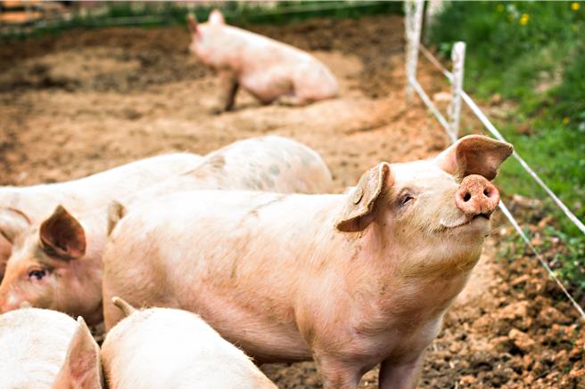 大陆国家发改委表示，将全力保障春节期间包含粮油肉蛋奶与蔬果等重要民生商品在市场上的量足价稳。（shutterstock）