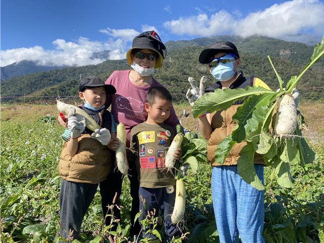 2024年关山千人拔萝卜今天举行。（蔡旻妤摄）