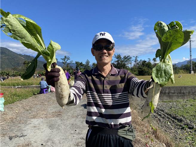 2024年关山千人拔萝卜今天举行。（蔡旻妤摄）