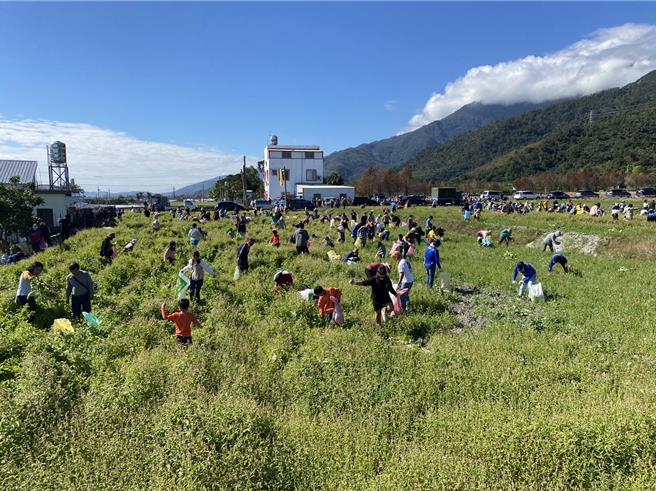 2024年关山千人拔萝卜今天举行。（蔡旻妤摄）