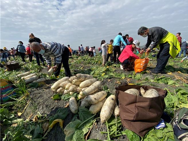 台电彰化区处3日在彰化县溪州乡三条国小附近举办田野健行暨拔萝卜活动，有超过2000名台电员工及眷属参加。（孙英哲摄）