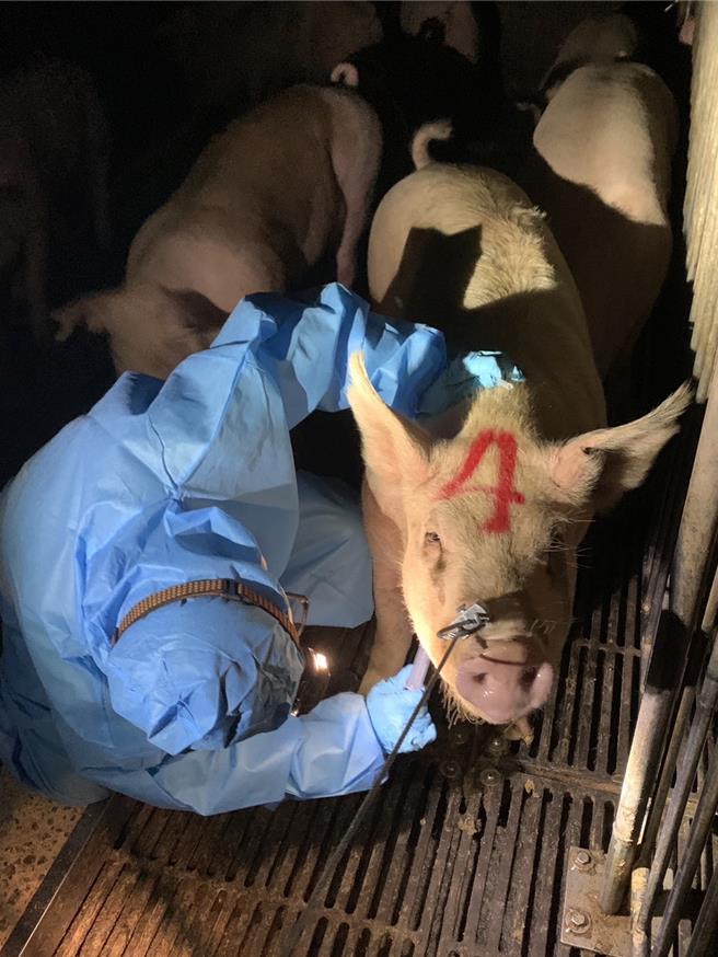 2日晚嘉義縣家畜疾病防治所已至台糖南靖畜殖場抽血採樣送驗，共採血15頭豬、剃毛、採飼料。（嘉義縣家畜疾病防治所提供∕呂妍庭嘉義傳真）