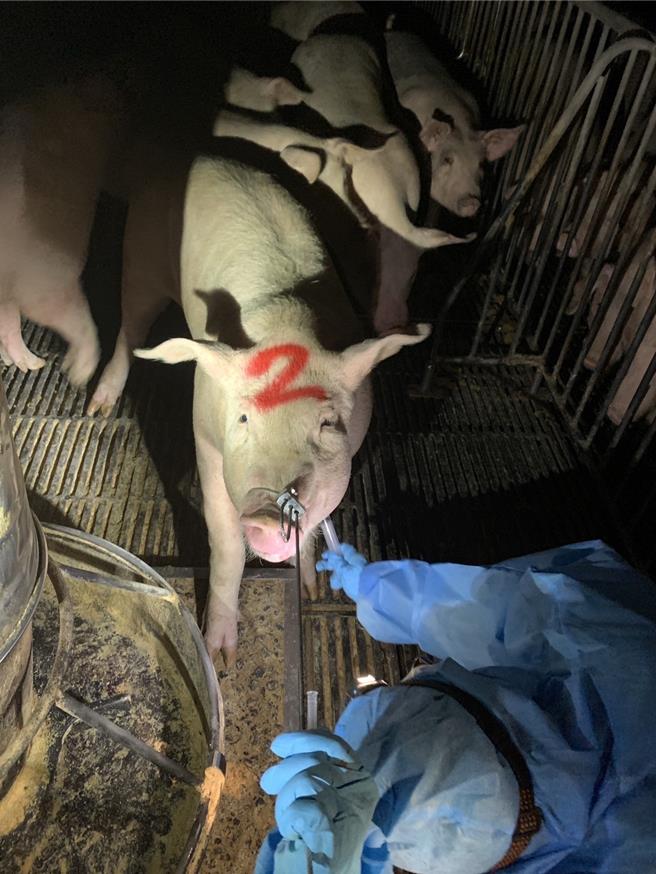 2日晚嘉義縣家畜疾病防治所已至台糖南靖畜殖場抽血採樣送驗，共採血15頭豬、剃毛、採飼料。（嘉義縣家畜疾病防治所提供∕呂妍庭嘉義傳真）