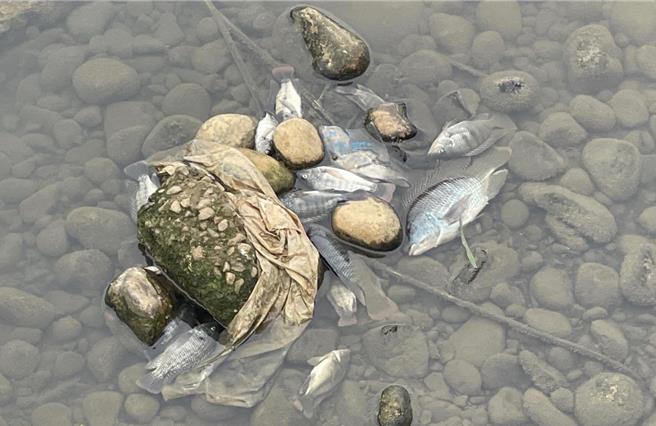 桃园观音富林溪爆发废水污染事件，初估造成近万只鱼死亡。（吴进昌提供／蔡明亘桃园传真）