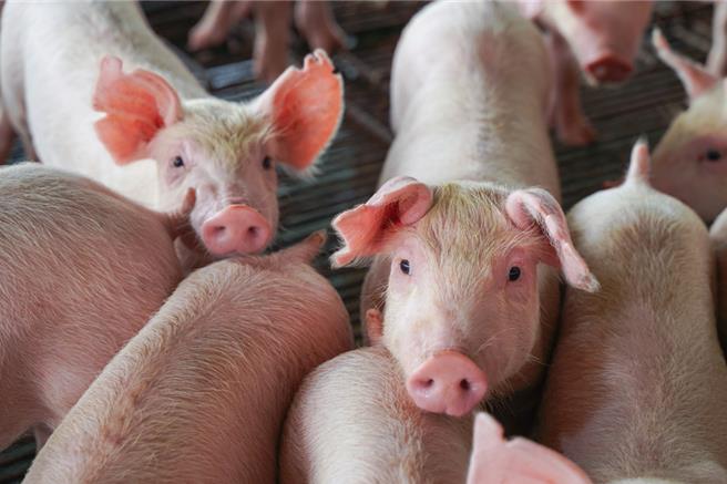 台糖安心豚肉片被檢驗出0.002ppm的瘦肉精「西布特羅」，檢驗結果將於週一前出爐。（示意圖／達志影像）