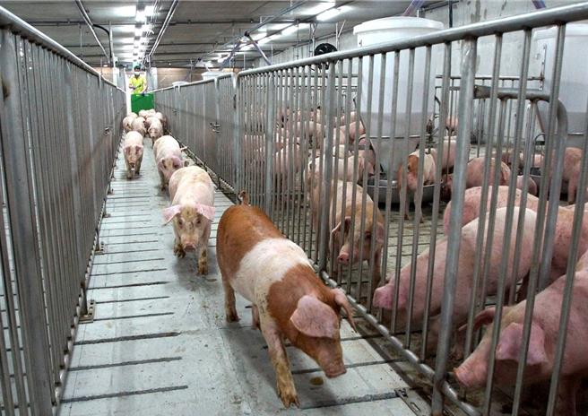 台糖公司的梅花肉产品遭验出瘦肉精「西布特罗」，「猪博士」台湾大学兽医专业学院名誉教授赖秀穗直言，西布特罗的毒性比同属瘦肉精的莱克多巴胺高出近千倍，国际全面禁止使用在食用动物上。（台糖公司提供／程炳璋台南传真）