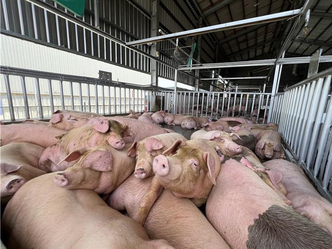 雲林縣肉品市場公司3日平均交易價格每公斤約90元。（周麗蘭攝）