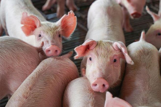 台糖豬肉產品日前遭驗出含瘦肉精「西布特羅」，農業部緊急回溯來源豬場進行用藥稽查，並採集豬血清、毛髮及飼料等檢體送實驗室檢驗，檢驗結果3日出爐，全數未檢出。（示意圖：shutterstock／達志影像）