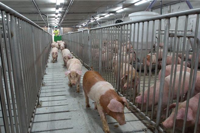 台糖声明，畜产会屏东技术服务中心检验结果出炉，南靖畜牧场的猪只未验出瘦肉精。图为台糖屏东东海丰猪舍。(台糖提供)