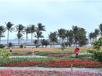 台東成功必訪花海不見了？農會：移到展售中心後方