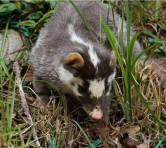 大湖首度验出鼬獾狂犬病 苗栗累计迄今第6例