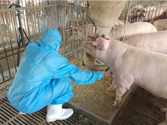 台糖「安心豚」驗出瘦肉精 嘉縣2肉豬場今抽驗送檢