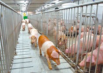 餘600公斤已下肚 台糖豬肉驗出瘦肉精 多數銷南部