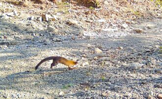 屏東 黃喉貂出沒保力溪 創最南部分布紀錄