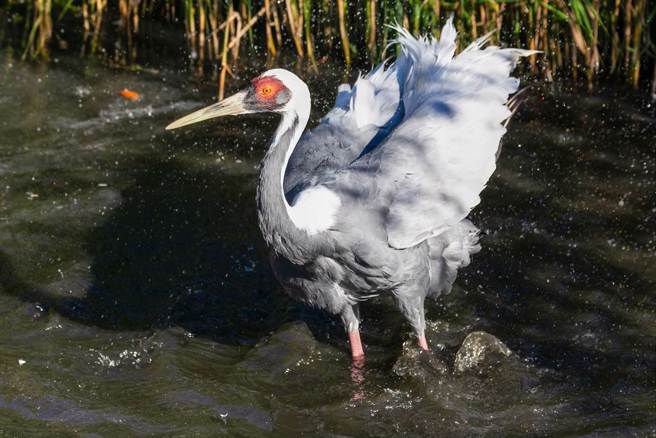 传奇母鹤因爱上保育员、「人兽恋」产下8只鹤宝宝而声名大噪，近日传出高龄逝世。(图:shutterstock/达志)