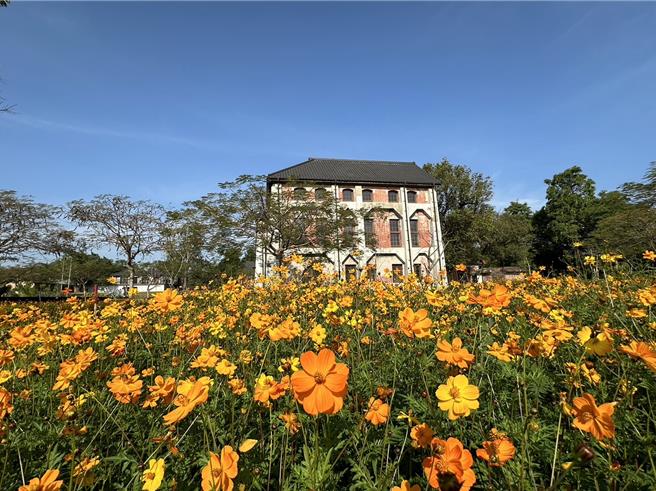 山上水道博物館波斯菊花海正盛開。（山上水道博物館提供／曹婷婷台南傳真）